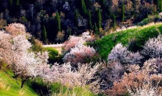 薰衣草种植基地